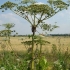 Zašto je nepoželjno širiti hogweed sosnovsky